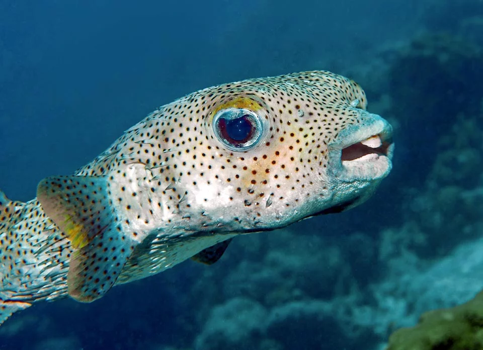 Spotted Porcupinefish